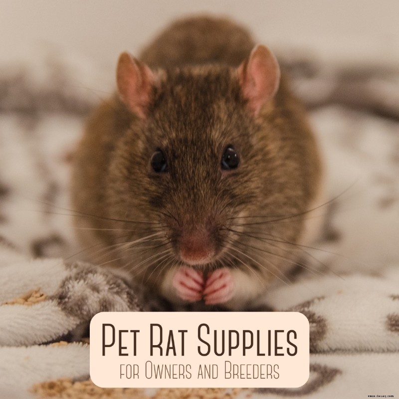 Pet Rat Supply List:Käfig, Essentials und Zubehör 