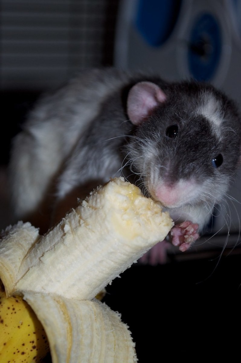 Pet Rat Supply List:Käfig, Essentials und Zubehör 