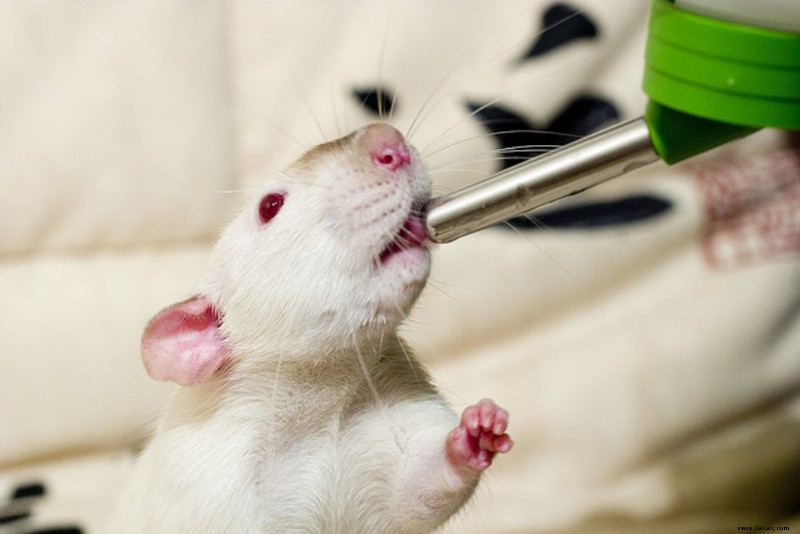 Pet Rat Supply List:Käfig, Essentials und Zubehör 