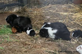 Haustiere in Freilandhaltung:Können Meerschweinchen draußen leben? 