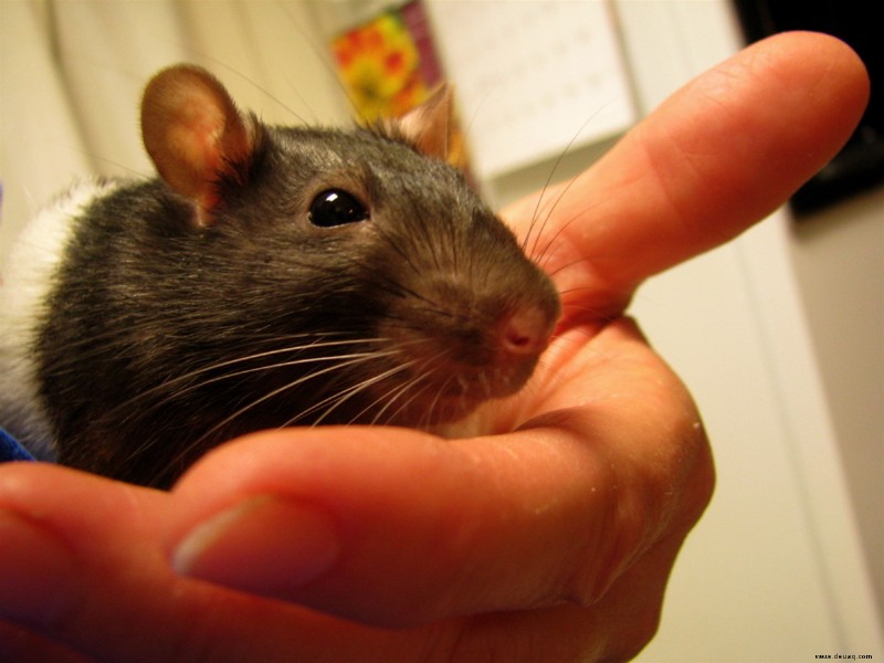 Die 10 wichtigsten Gründe, Ratten als Haustiere zu haben 