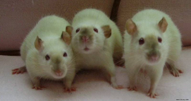 Die 10 wichtigsten Gründe, Ratten als Haustiere zu haben 