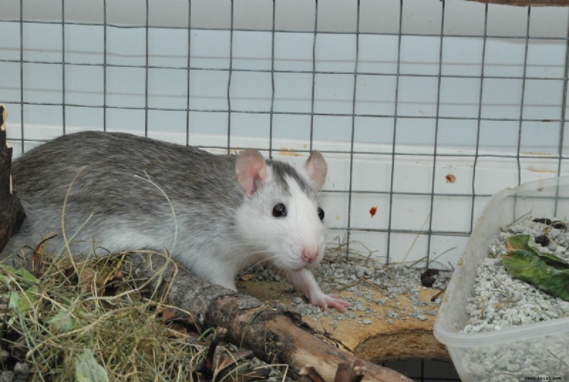 Die 10 wichtigsten Gründe, Ratten als Haustiere zu haben 