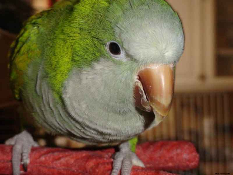 Papageienverhalten:Die Gesundheit Ihres Quäkerpapageien 