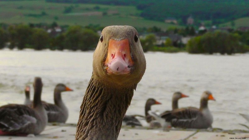 Sind Gänse gute Haustiere? 