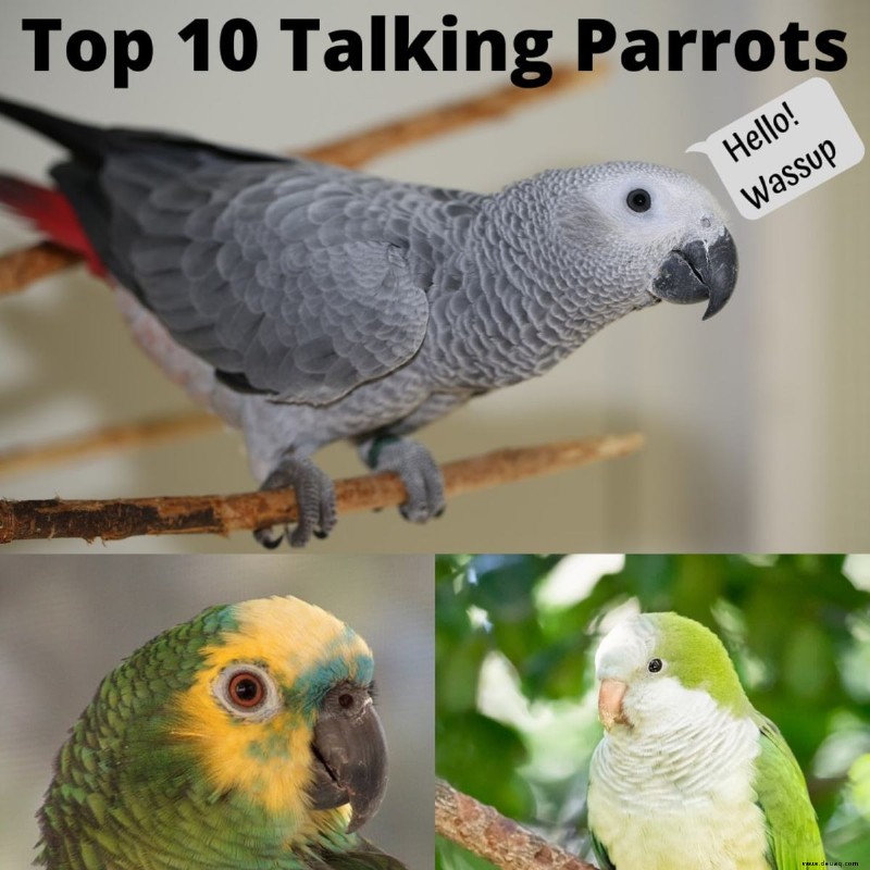Top 10 der besten sprechenden Papageien 