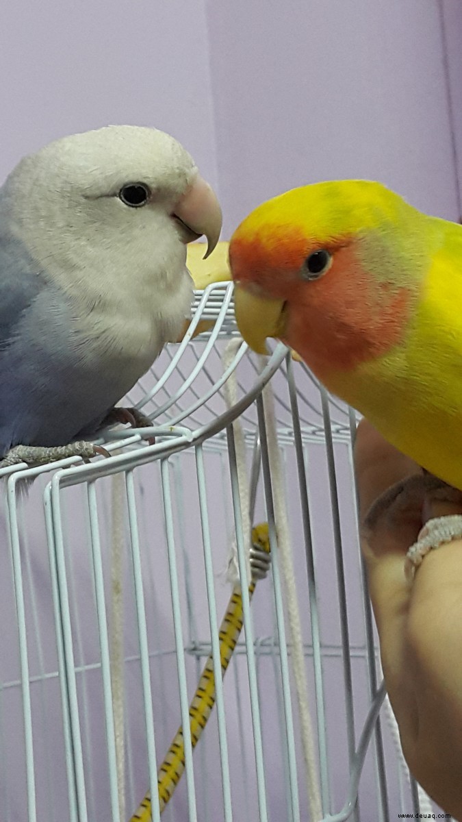 Mein Lovebird hat seinen Kumpel verloren 