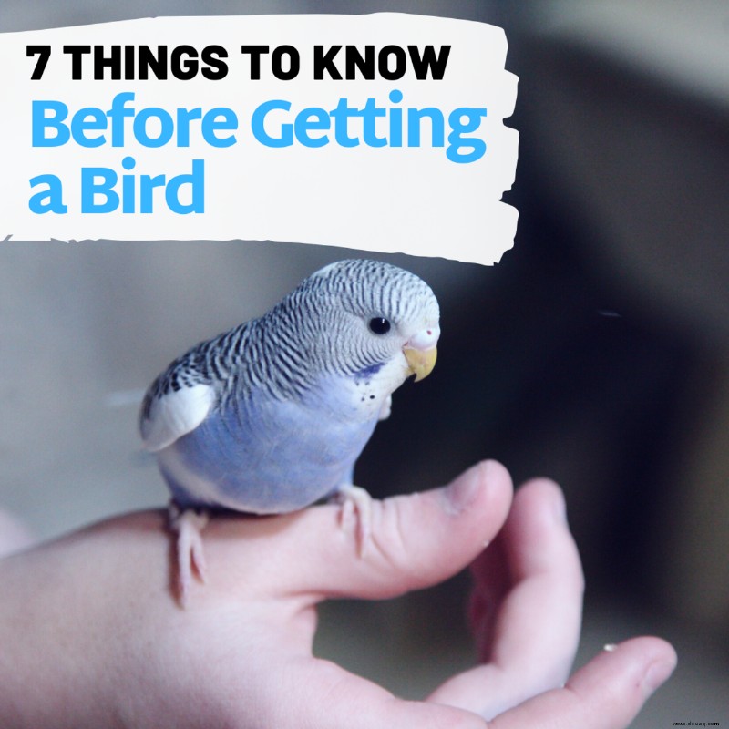 7 Dinge, die Sie vor dem Kauf eines Haustiervogels wissen sollten 