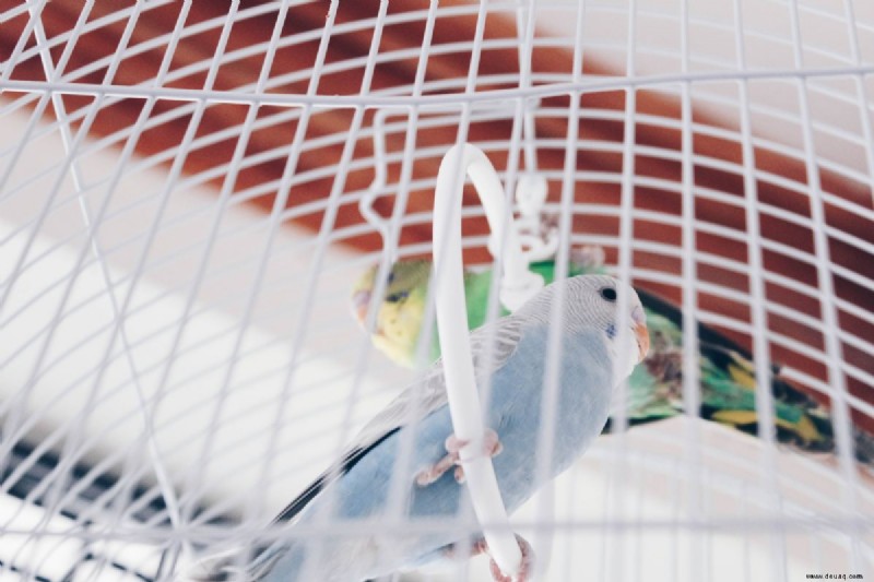 7 Dinge, die Sie vor dem Kauf eines Haustiervogels wissen sollten 