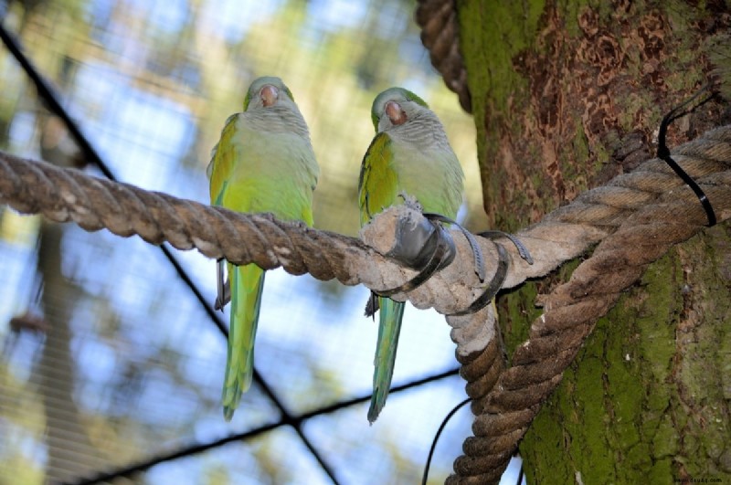 Über 450 beste Namen für Lovebirds 