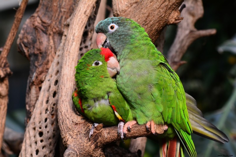 Über 450 beste Namen für Lovebirds 