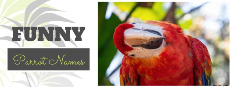 Über 250 coole Papageiennamen für Ihren außergewöhnlichen Vogel (von Ass bis Wingham) 