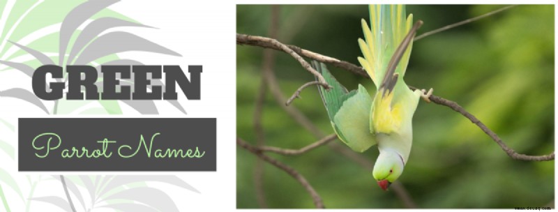 Über 250 coole Papageiennamen für Ihren außergewöhnlichen Vogel (von Ass bis Wingham) 