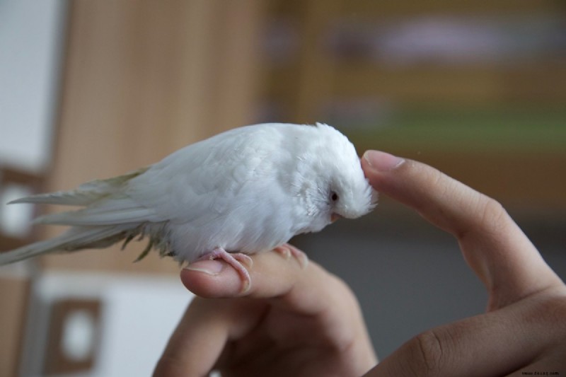 Ihr Leitfaden für Ihren ersten Haustier-Albino-Wellensittich 