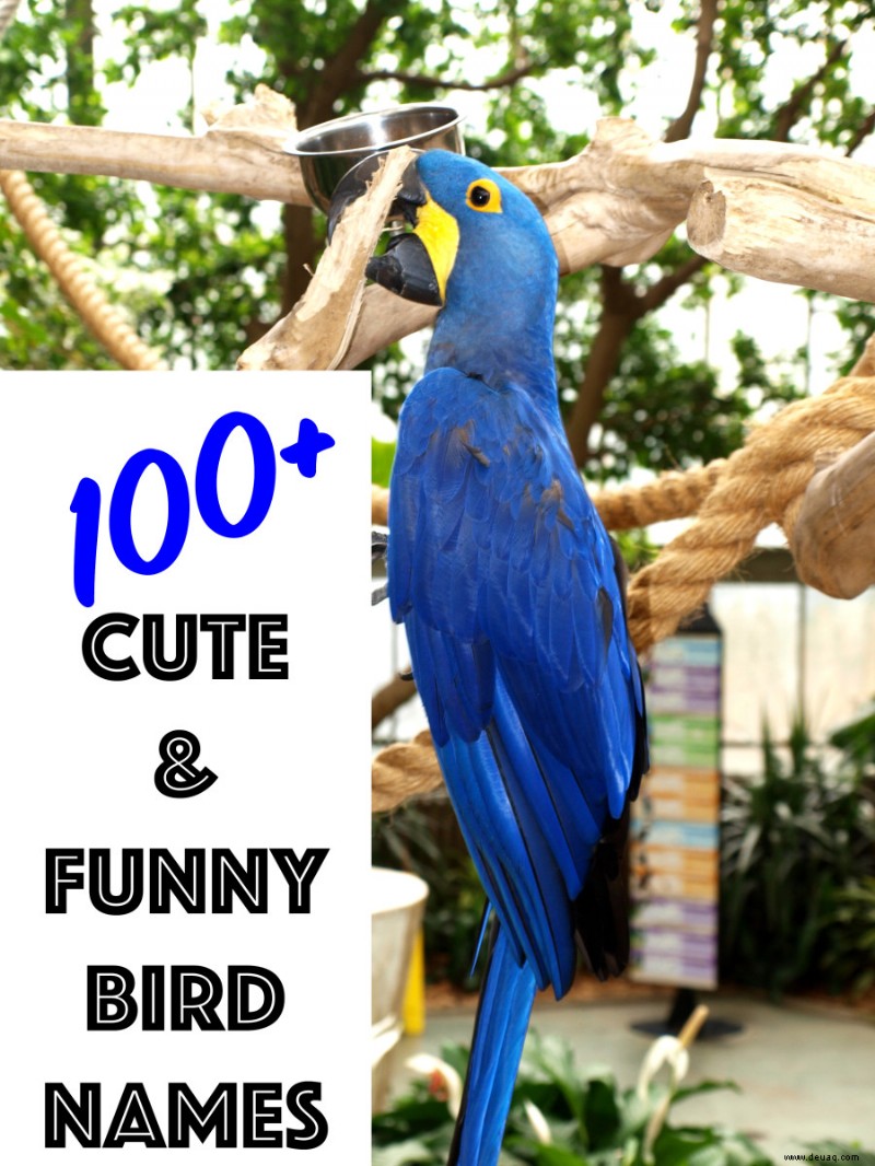 Über 100 niedliche und lustige Vogelnamen (von Mr. Beaks bis Whistler) 