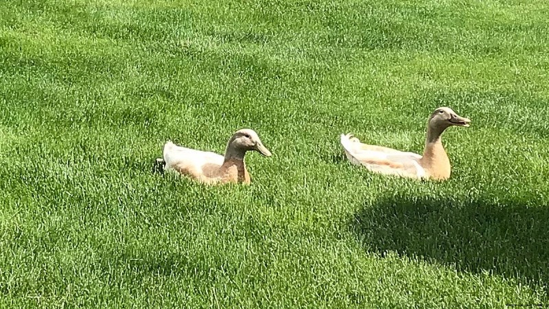 Über 100 niedliche und lustige Vogelnamen (von Mr. Beaks bis Whistler) 