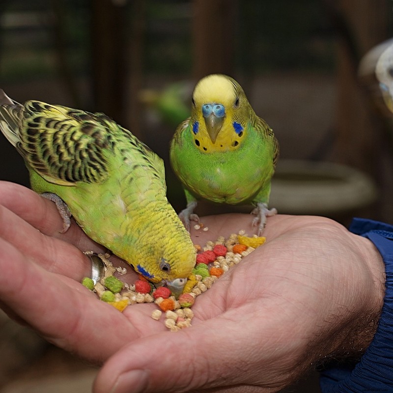 Über 100 niedliche und lustige Vogelnamen (von Mr. Beaks bis Whistler) 