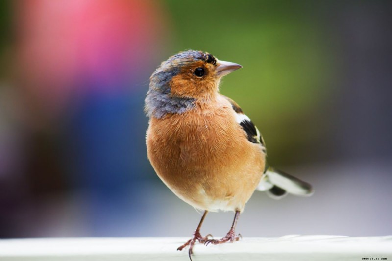 Sind Vögel gute Haustiere? 