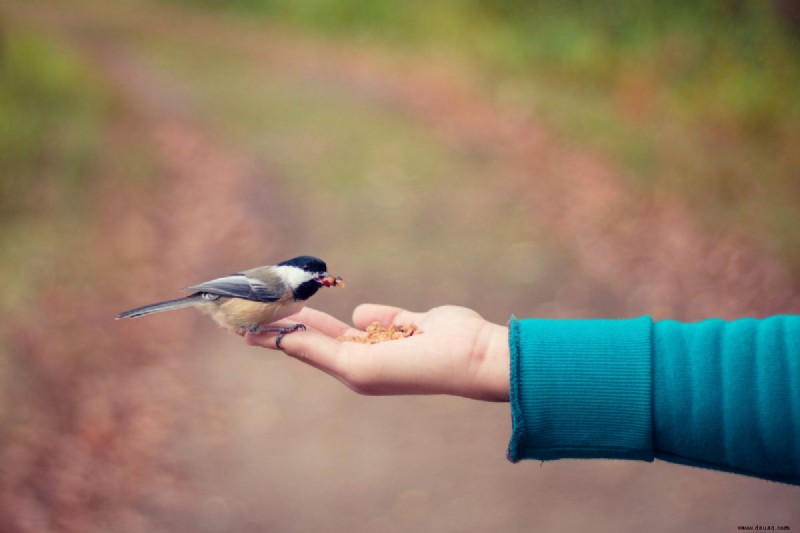 Sind Vögel gute Haustiere? 