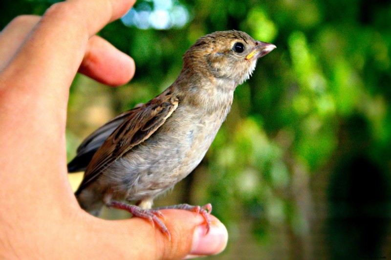 Sind Vögel gute Haustiere? 