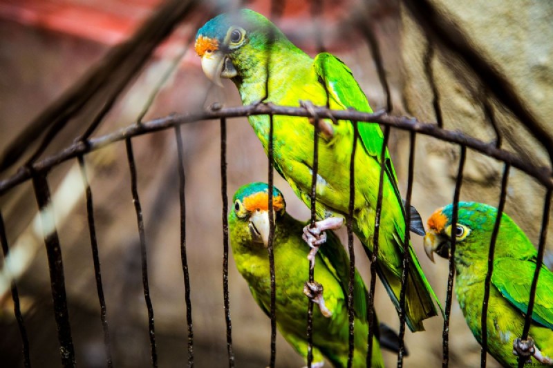 Sind Vögel gute Haustiere? 