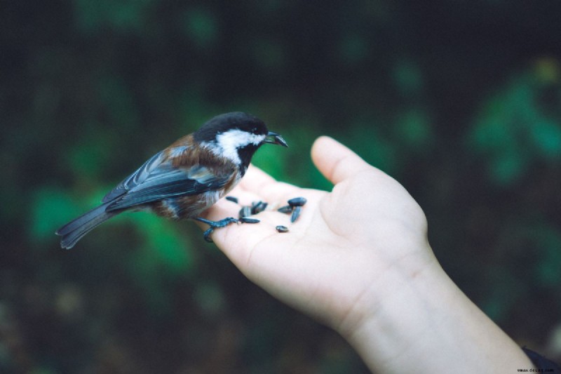 Sind Vögel gute Haustiere? 