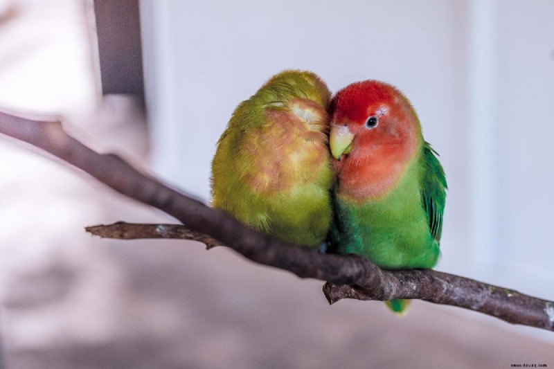 Pflege neugeborener Lovebirds 