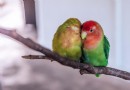 Pflege neugeborener Lovebirds 