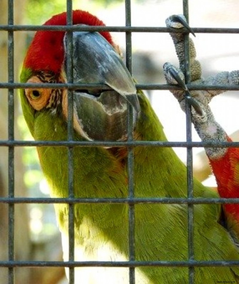 Wie man einen Papagei dazu bringt, wieder in seinen Käfig zu gehen 