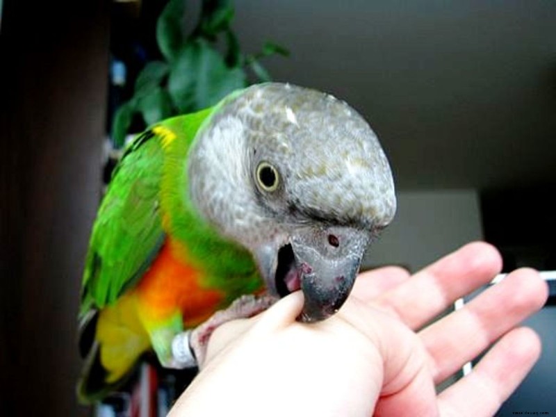 Wie man einen Papagei dazu bringt, wieder in seinen Käfig zu gehen 