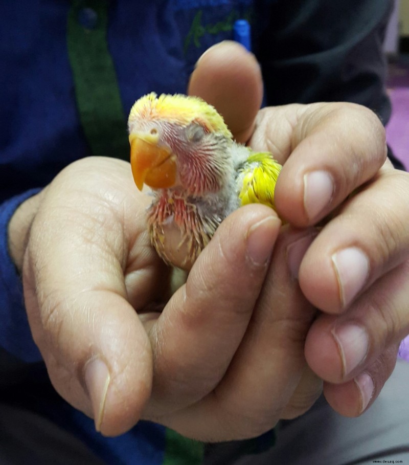 Handaufzucht eines Lovebird-Babys:Eine persönliche Erfahrung 