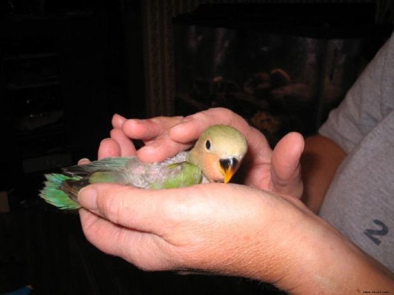Handaufzucht eines Lovebird-Babys:Eine persönliche Erfahrung 