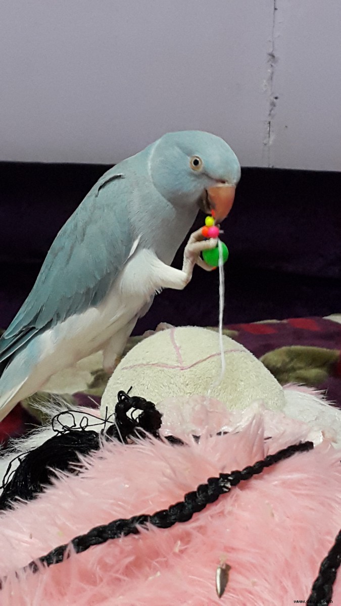 Ursachen und mögliche Lösungen für Verhaltensprobleme bei Papageien 