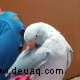 Ursachen und mögliche Lösungen für Verhaltensprobleme bei Papageien 