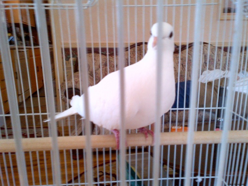 Sind weiße Java-Tauben gute Haustiere? 