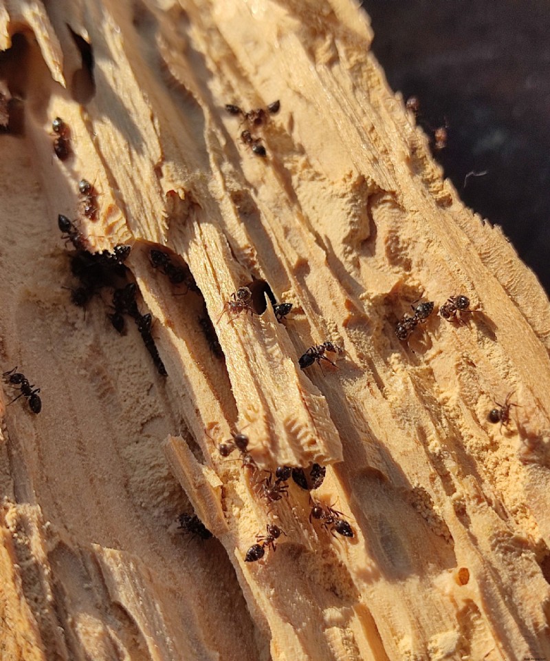 Wie man Holzameisen tötet – Experten geben Ratschläge, wie man sie effizient vernichtet 