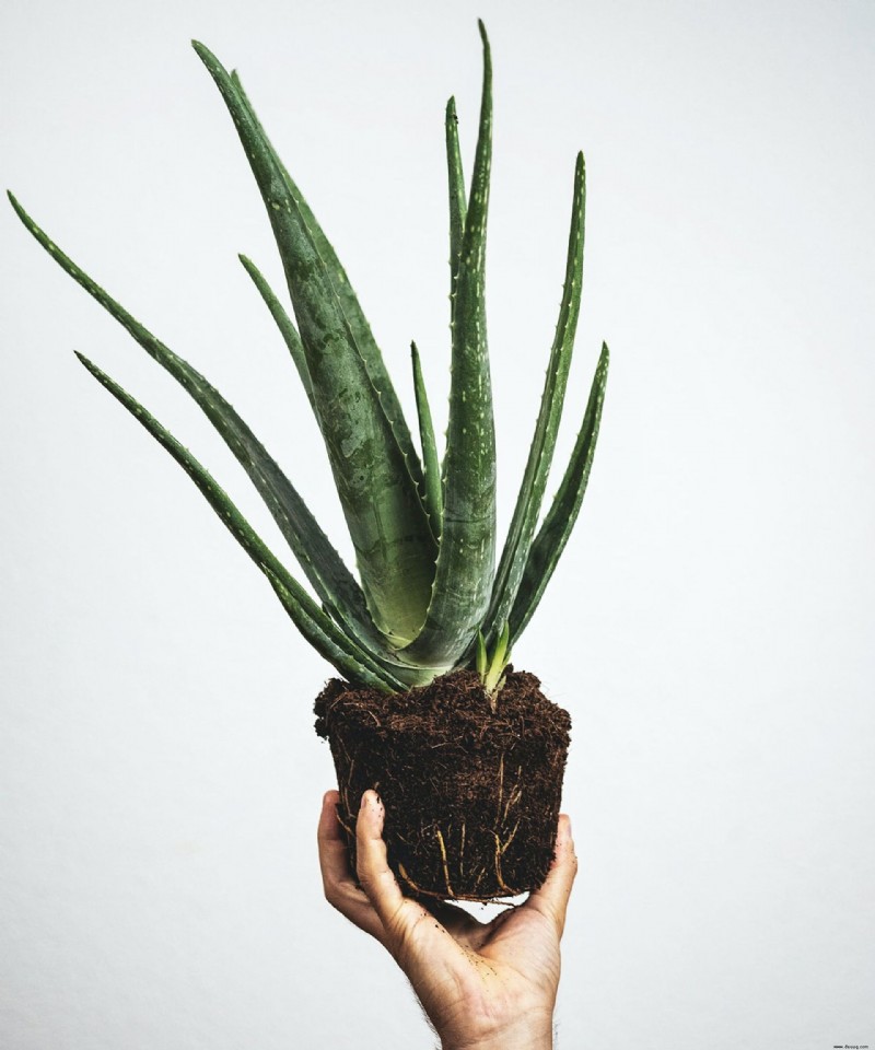 Wie oft sollte ich eine Aloe-Pflanze gießen? Expertentipps für eine hervorragende Sukkulente 
