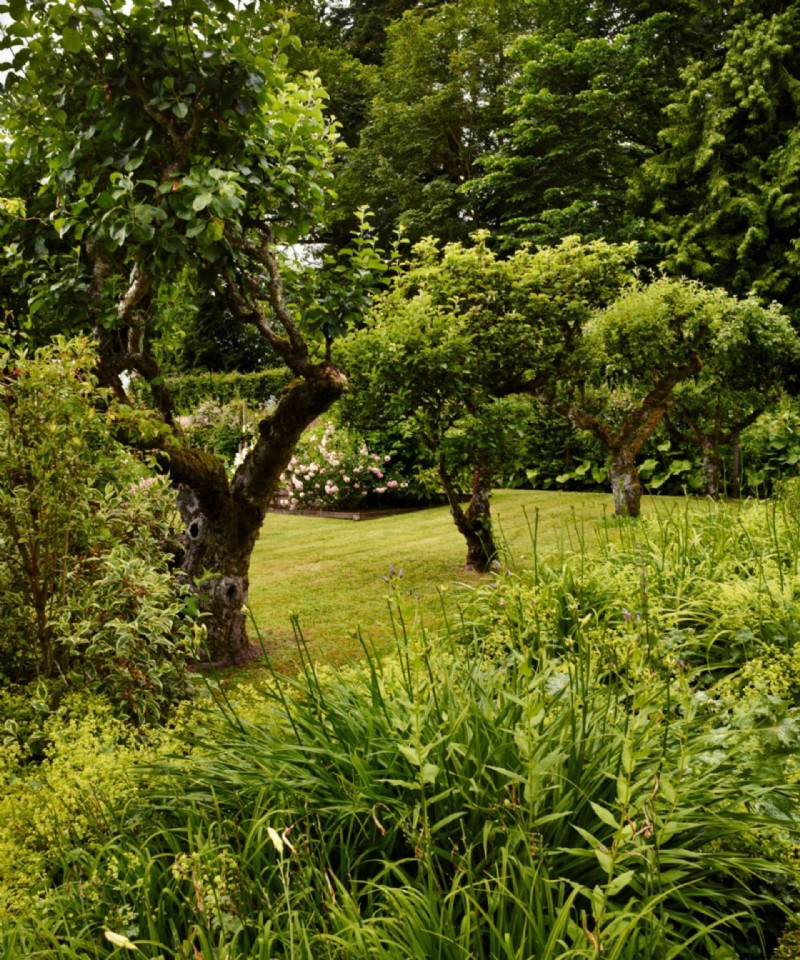 Wann man einen Apfelbaum schneiden sollte – für eine reiche Ernte im nächsten Jahr 