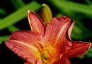 Sollte man Taglilien im Herbst zurückschneiden? Experten beraten Sie zu dieser mehrjährigen Pflanze 