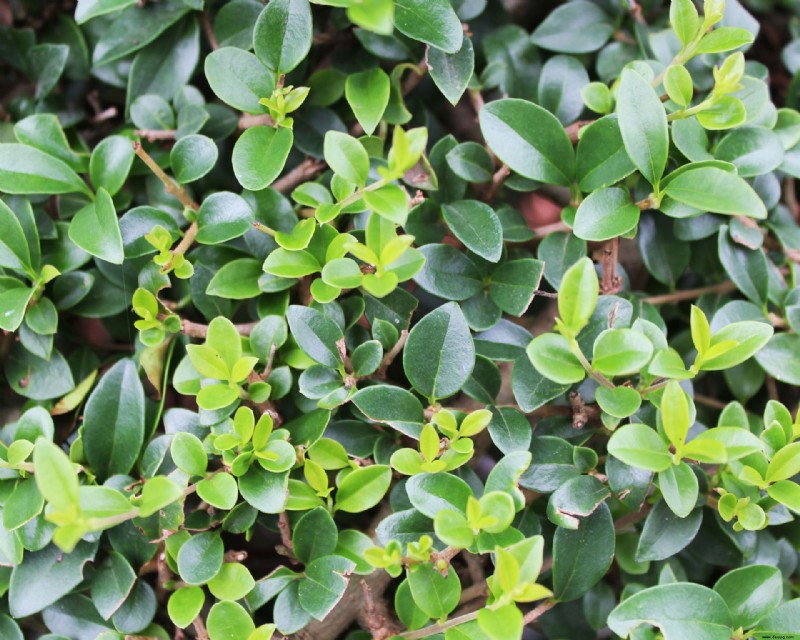 Beste Pflanzen für Topiary – 9 der besten, um sie in Formen zu schneiden 
