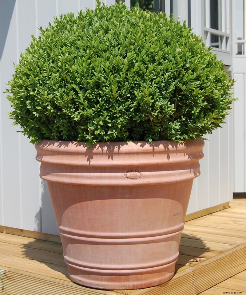 Beste Pflanzen für Topiary – 9 der besten, um sie in Formen zu schneiden 