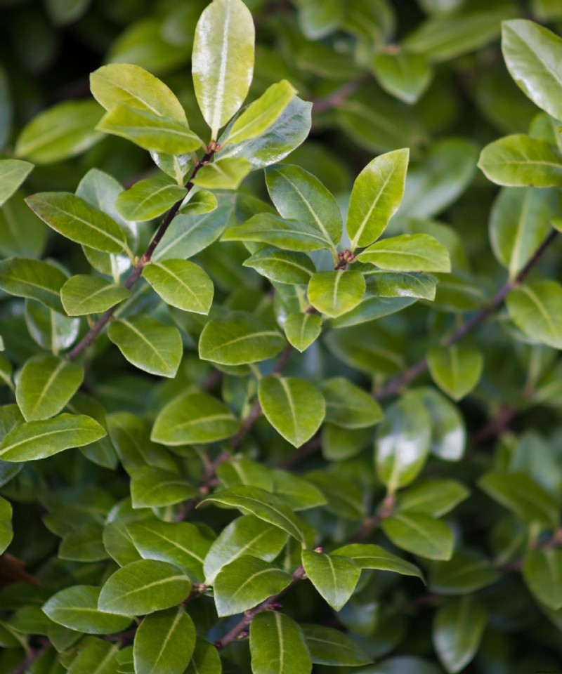 Beste Pflanzen für Topiary – 9 der besten, um sie in Formen zu schneiden 