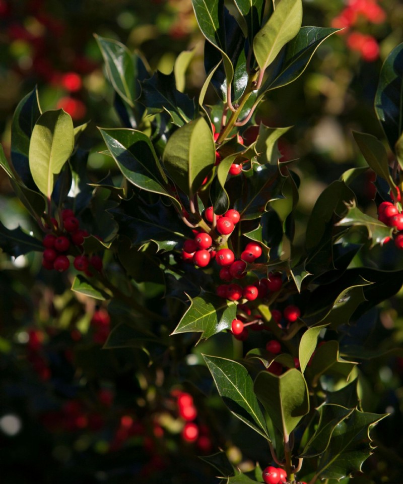 Beste Pflanzen für Topiary – 9 der besten, um sie in Formen zu schneiden 