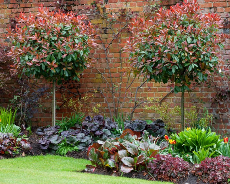 Beste Pflanzen für Topiary – 9 der besten, um sie in Formen zu schneiden 