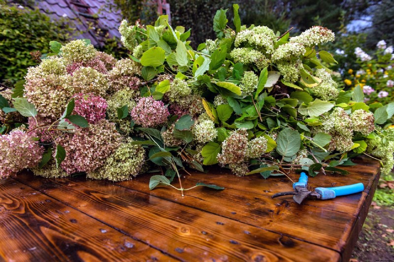 Soll ich Hortensien im Herbst zurückschneiden? Kompetente Beratung für perfekte Blüten 