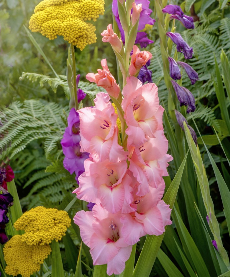 So pflanzen Sie Gladiolenzwiebeln – für eine brillante Präsentation 