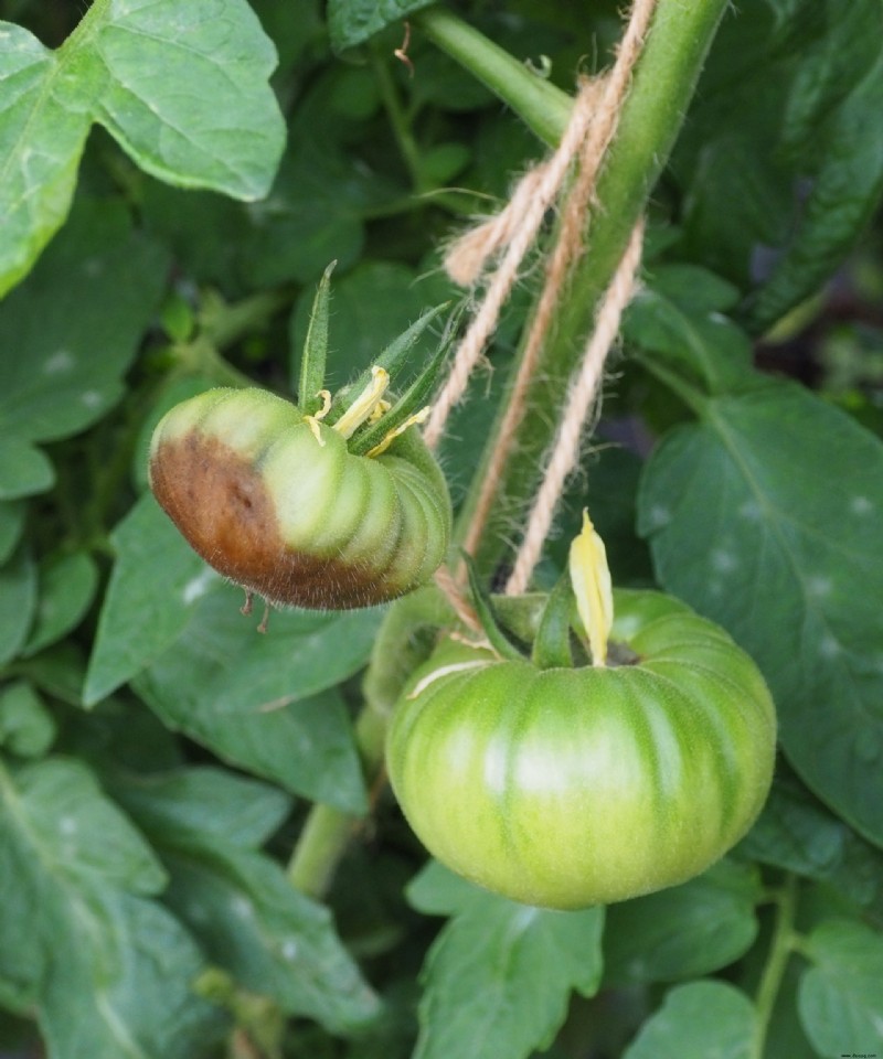 Warum werden die Unterseiten meiner Tomaten braun? Die Expertenlösung gegen Blütenendfäule 