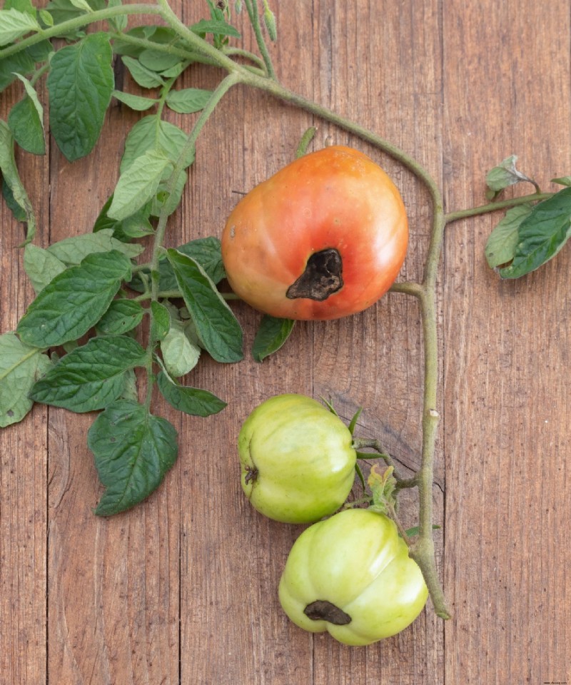 Warum werden die Unterseiten meiner Tomaten braun? Die Expertenlösung gegen Blütenendfäule 