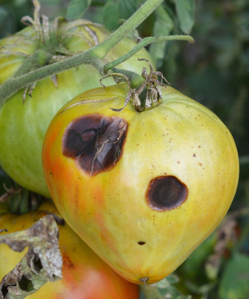 Warum werden die Unterseiten meiner Tomaten braun? Die Expertenlösung gegen Blütenendfäule 