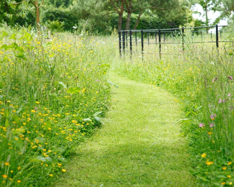 Rasensamen pflanzen – für einen saftigen und gesunden Rasen 